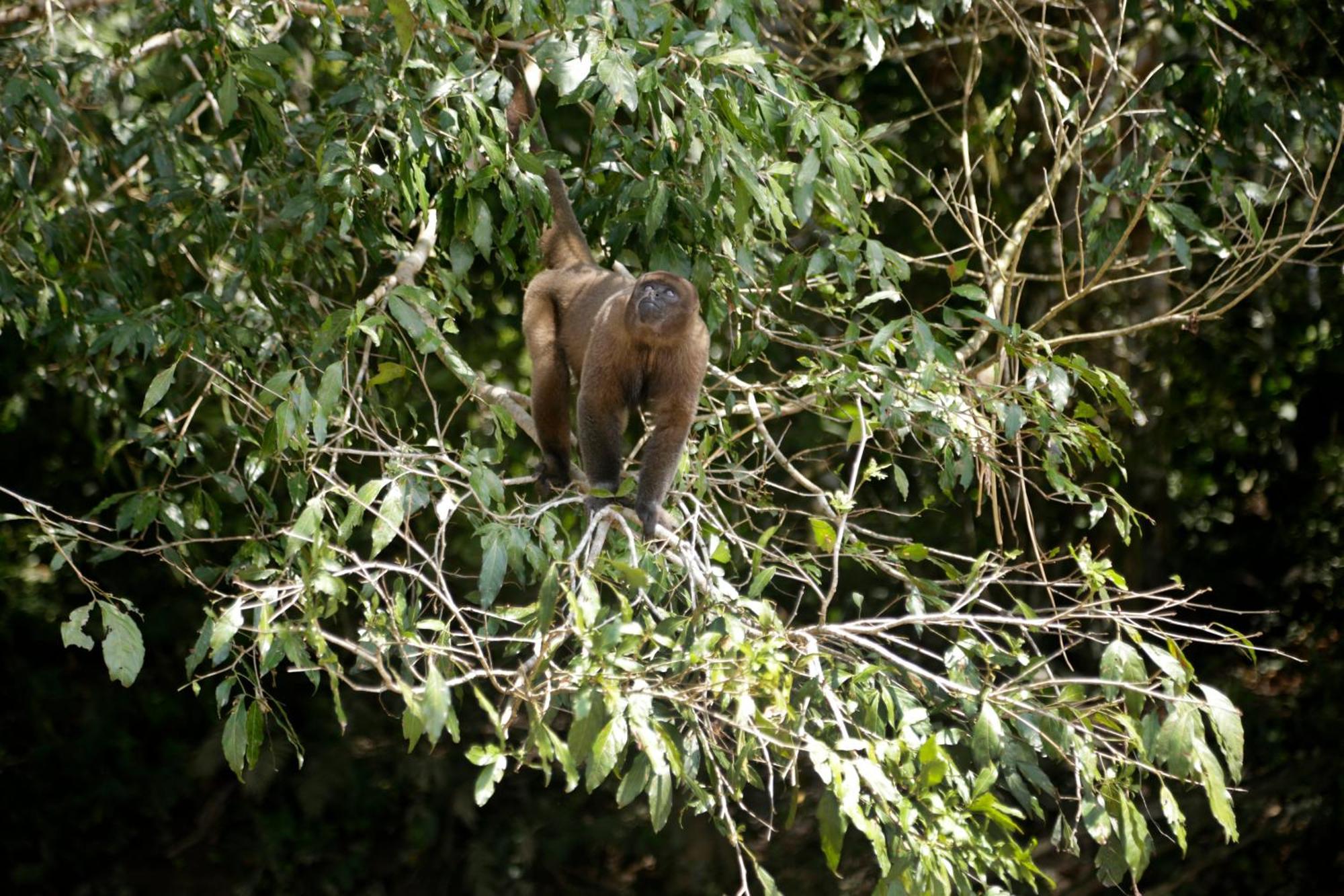 Misahualli Amazon Lodge Exteriér fotografie